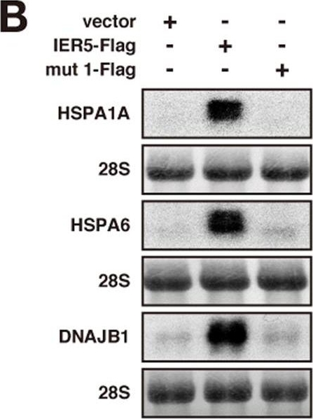 ADI-SPA-810 HSP70/HSP72 monoclonal antibody (C92F3A-5) Western Blot Human 1