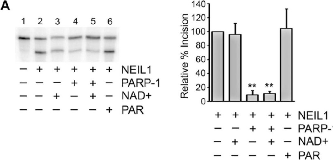 BML-SA249 PARP-1 monoclonal antibody (C-2-10) (affinity purified) Western Blot 3