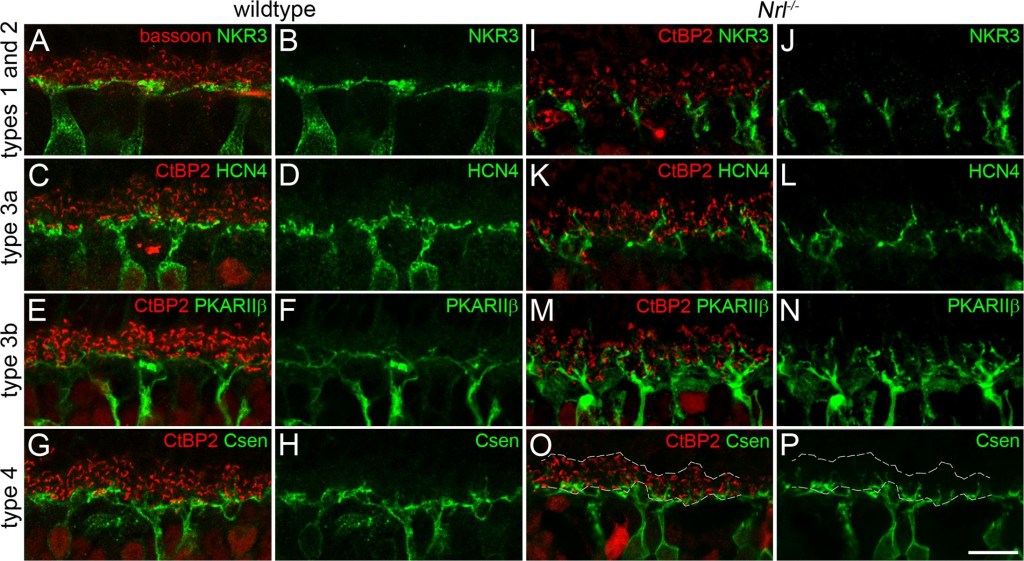 ADI-VAM-PS003 Bassoon monoclonal antibody (SAP7F407) Immunohistochemistry-Immunofluorescence Mouse 1