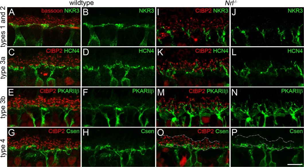 ADI-VAM-PS003 Bassoon monoclonal antibody (SAP7F407) Immunohistochemistry-Immunofluorescence Mouse 1
