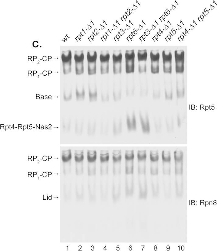 BML-PW8245 Proteasome 19S Rpt5/S6a subunit polyclonal antibody Western Blot Saccharomyces cerevisiae 4
