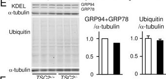 ADI-SPA-827 KDEL monoclonal antibody (10C3) Western Blot Mouse 1