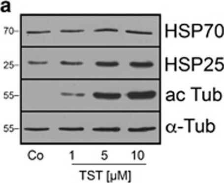 ADI-SPA-812 HSP70/HSP72 polyclonal antibody Western Blot Mouse 1