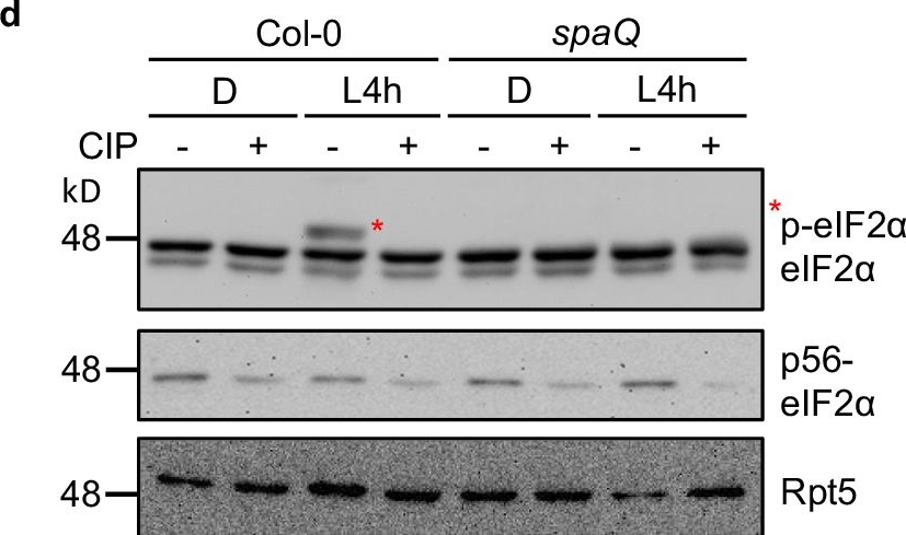 BML-PW8770 Proteasome 19S Rpt5/S6a subunit monoclonal antibody (TBP1-19) Western Blot 2
