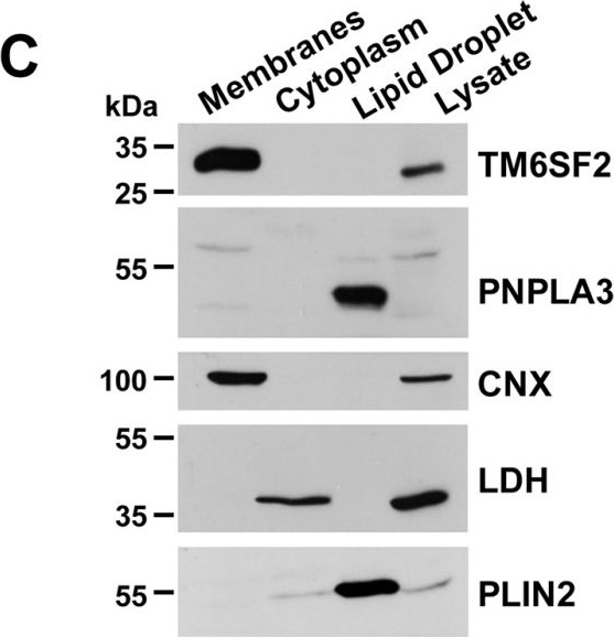 ADI-SPA-860 Calnexin polyclonal antibody Western Blot Mouse 4