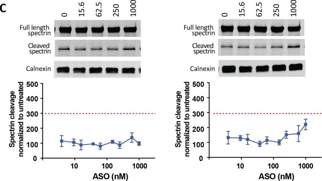 BML-FG6090 α Fodrin monoclonal antibody (AA6) Western Blot 2