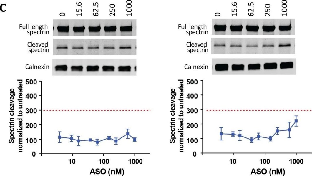 BML-FG6090 α Fodrin monoclonal antibody (AA6) Western Blot 2