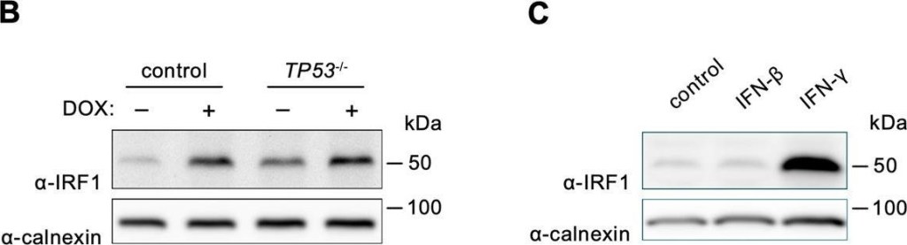 ADI-SPA-865 Calnexin polyclonal antibody Western Blot Human 6