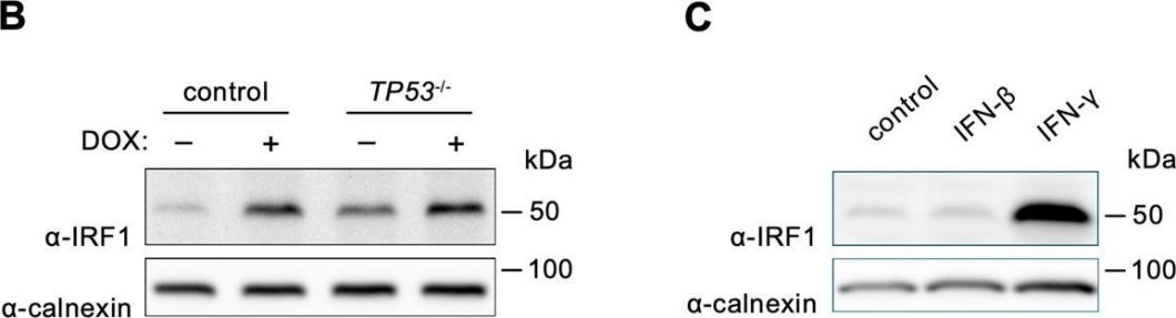 ADI-SPA-865 Calnexin polyclonal antibody Western Blot Human 6