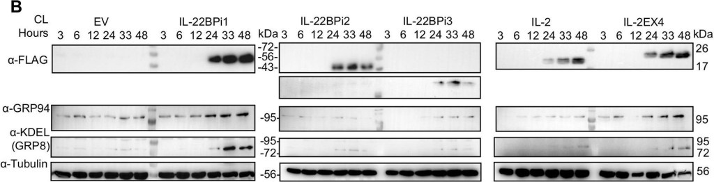 ADI-SPA-850 Grp94 monoclonal antibody (9G10) Western Blot Human 2