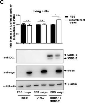 ADI-SOD-100 Cu/Zn SOD polyclonal antibody Western Blot Mouse 4