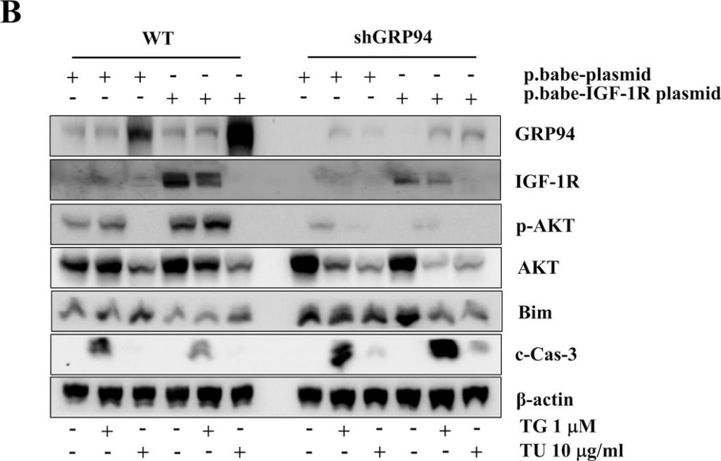 ADI-SPA-850 Grp94 monoclonal antibody (9G10) Western Blot 14