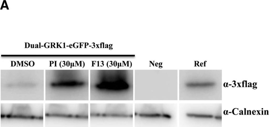 ADI-SPA-860 Calnexin polyclonal antibody Western Blot Mouse 7