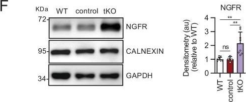 ADI-SPA-860 Calnexin polyclonal antibody Western Blot Mouse 19