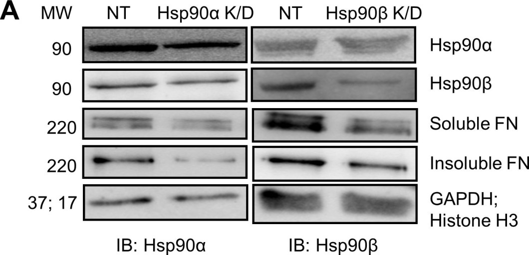 ADI-SPA-840 HSP90α monoclonal antibody (9D2) Western Blot Human 2