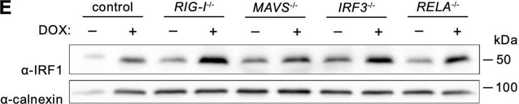 ADI-SPA-865 Calnexin polyclonal antibody Western Blot Human 7