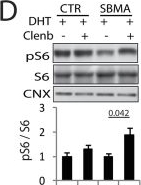 ADI-SPA-860 Calnexin polyclonal antibody Western Blot Human 1