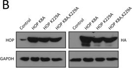 ADI-SRA-1500 HOP monoclonal antibody (DS14F5) Western Blot Human 1