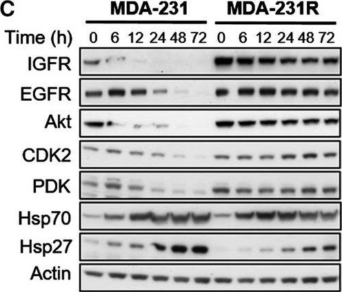 ADI-SPA-812 HSP70/HSP72 polyclonal antibody Western Blot Human 4