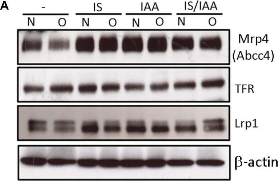 ALX-801-039 MRP4 monoclonal antibody (M4I-80) Western Blot Mouse 1