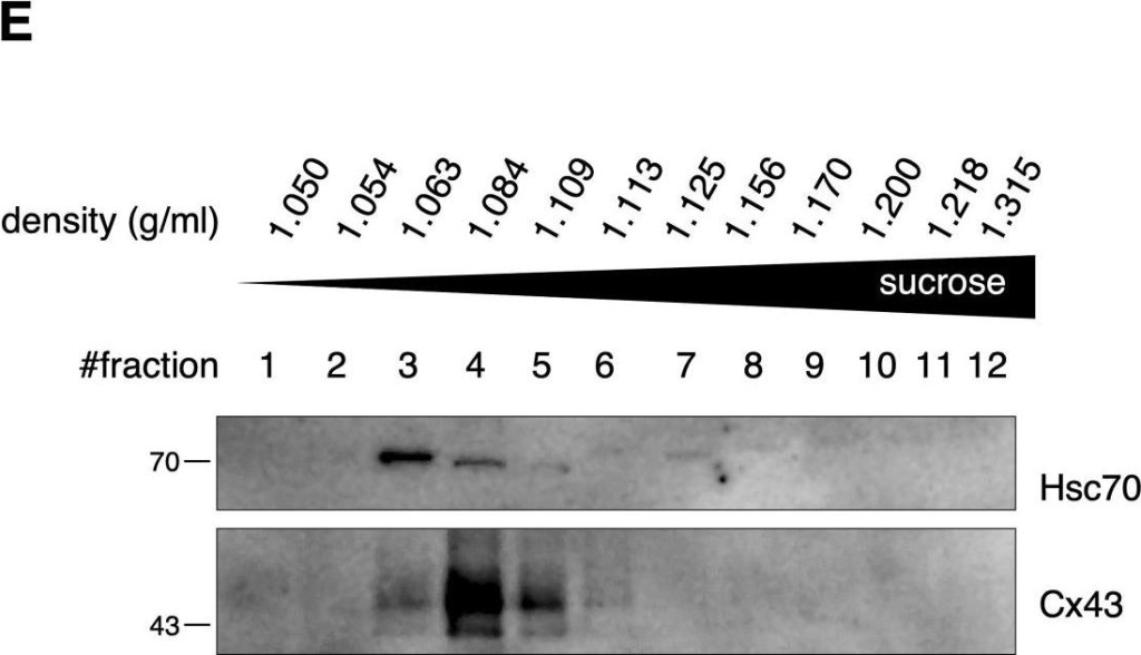 ADI-SPA-815 HSC70/HSP73 monoclonal antibody (1B5) Western Blot Human 1
