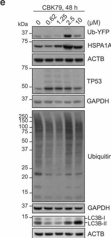 ADI-SPA-810 HSP70/HSP72 monoclonal antibody (C92F3A-5) Western Blot Human 8