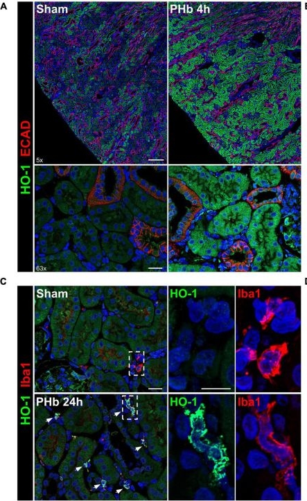 ADI-SPA-894 HO-1 polyclonal antibody Immunofluorescence Guinea pig 1