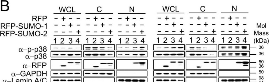 BML-PW9465 SUMO-2/3 (human) (NT) polyclonal antibody Western Blot Epitope tag 1
