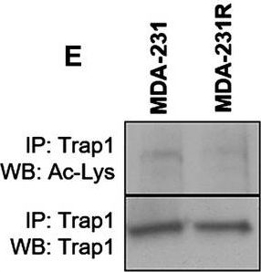 ADI-SPA-971 TRAP1 monoclonal antibody (9B6) Western Blot Human 1