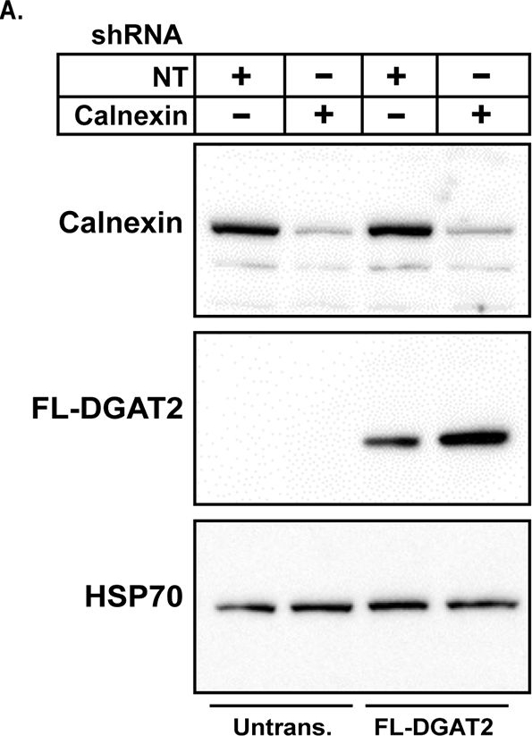 ADI-SPA-865 Calnexin polyclonal antibody Western Blot Human 1
