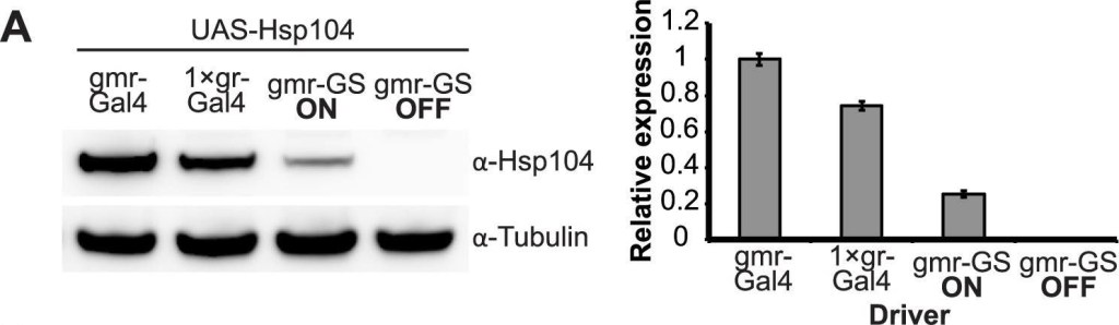 ADI-SPA-1040 HSP104 (yeast) polyclonal antibody Western Blot Drosophila melanogaster 2