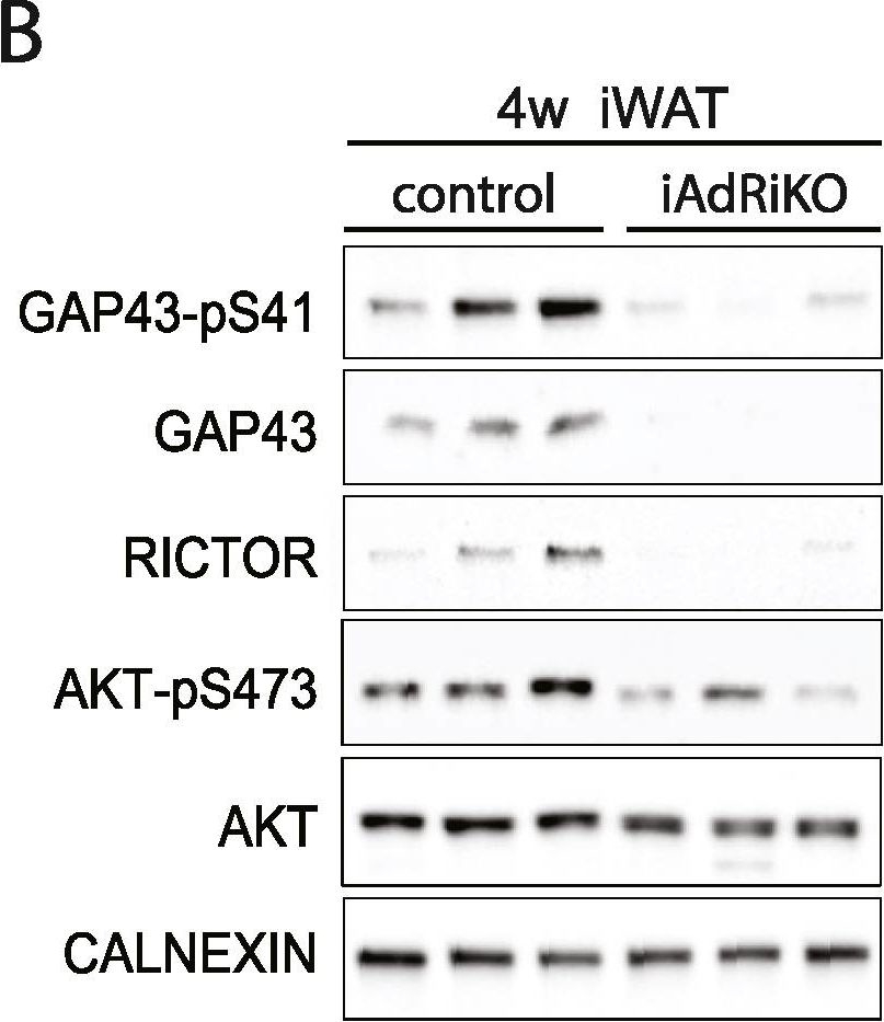 ADI-SPA-860 Calnexin polyclonal antibody Western Blot Mouse 33