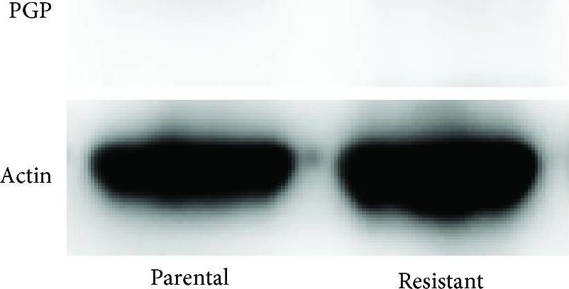 ALX-801-002 P-glycoprotein monoclonal antibody (C219) Western Blot Human 1