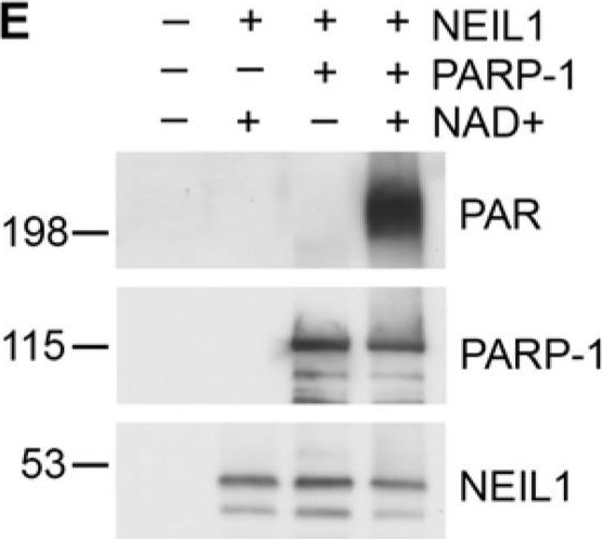 BML-SA249 PARP-1 monoclonal antibody (C-2-10) (affinity purified) Western Blot 2