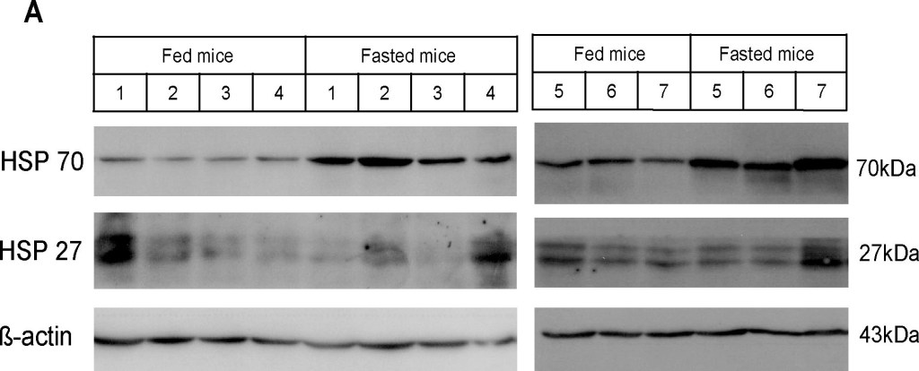 ADI-SPA-800 HSP27 monoclonal antibody (G3.1) Western Blot Mouse 1