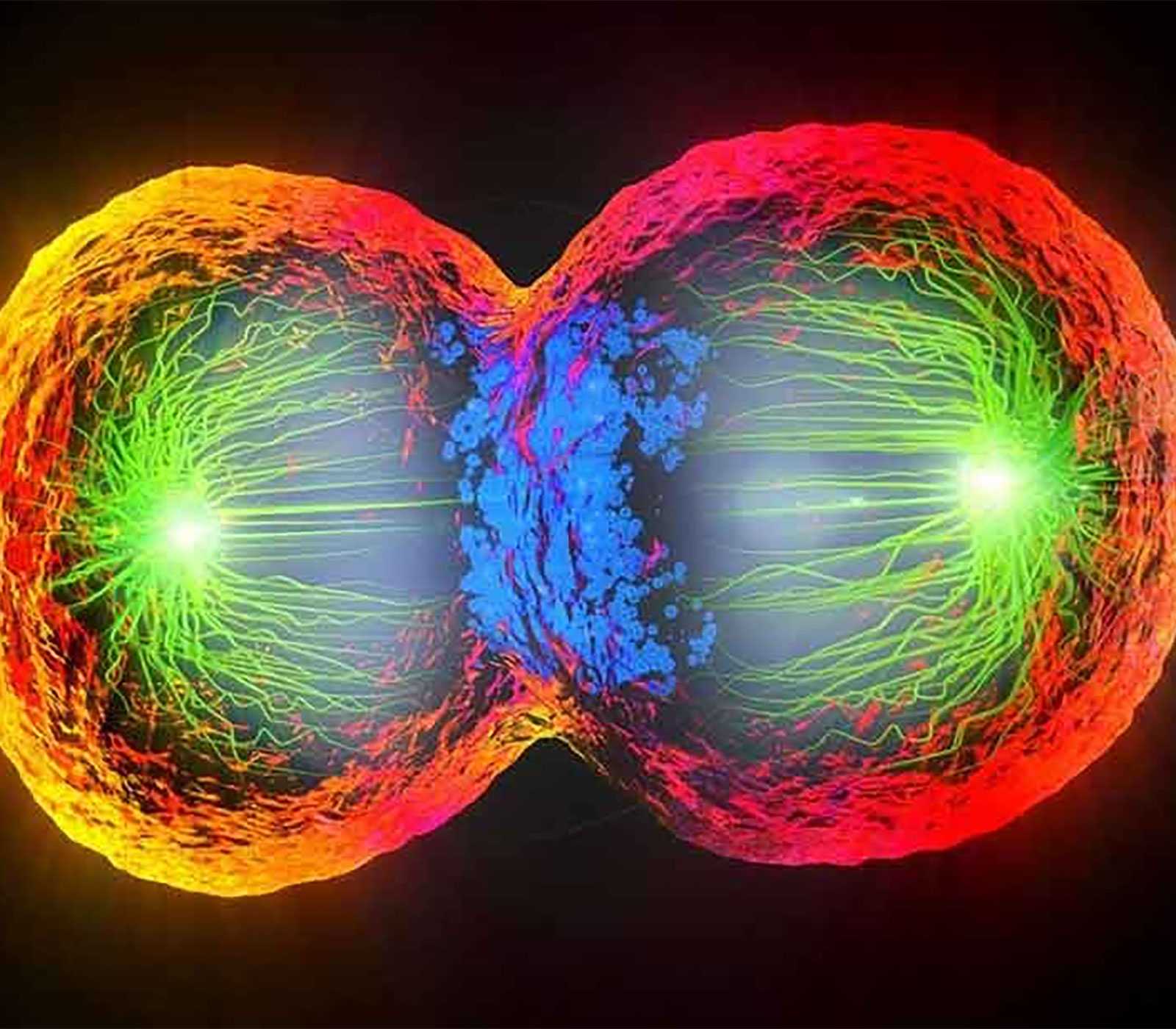 The Cell Cycle Explained, and How to Study It Biology Diagrams