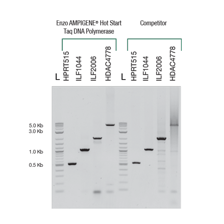 AMPIGENE Hot Start Taq DNA Polymerase performance