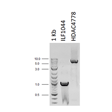 AMPIGENE Hot Start Taq Mix (2X) PCR amplification