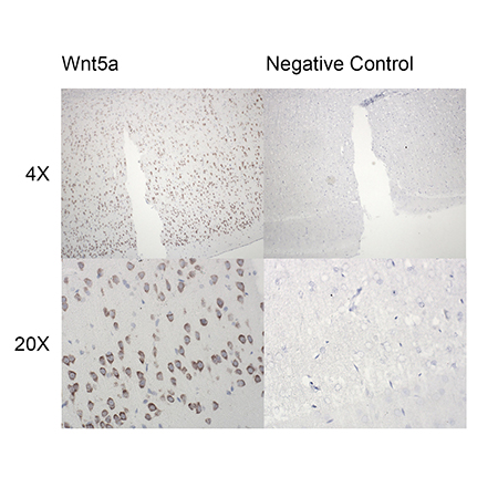 AMPIVIEW Wnt5a (AS) Dig RNA Probes (Rat) Set Rat Brain 4x 20x