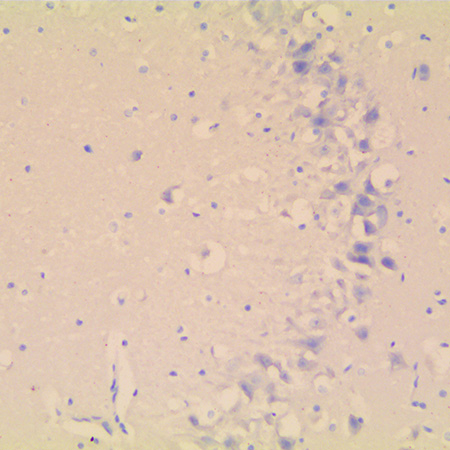 AMPIVIEW NORAD (AS) Dig RNA Probes (Mouse) Set Rat brain SCR negative control