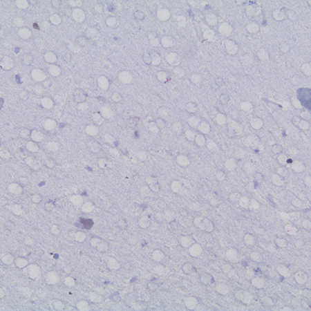AMPIVIEW™ Circ018 (AS) Dig RNA Probes (Mouse) Set Mouse brain SCR 4 negative control