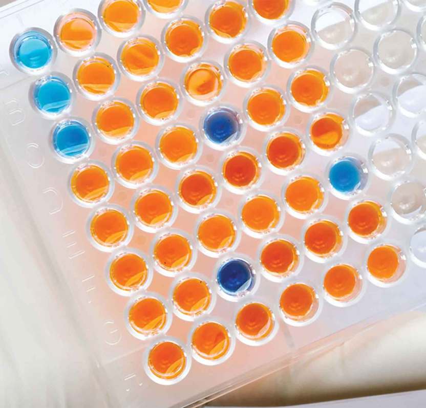 ELISA Assay Plate