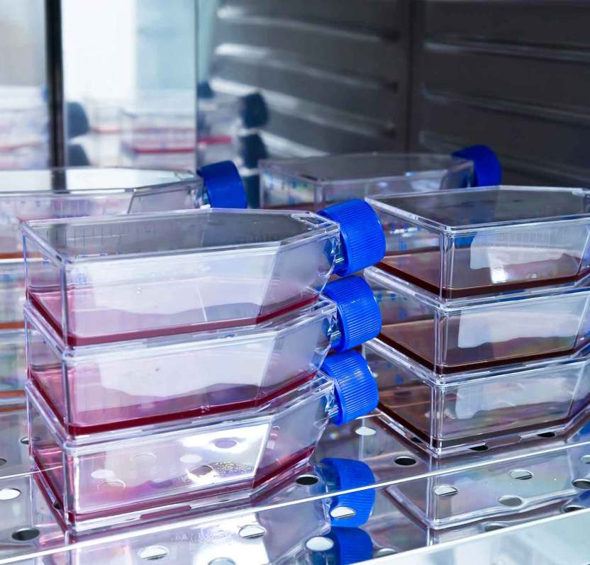 Cell Culture falsks