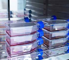 Cell Culture falsks