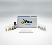 Progesterone ELISA kit