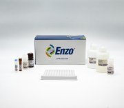 Endothelin ELISA kit